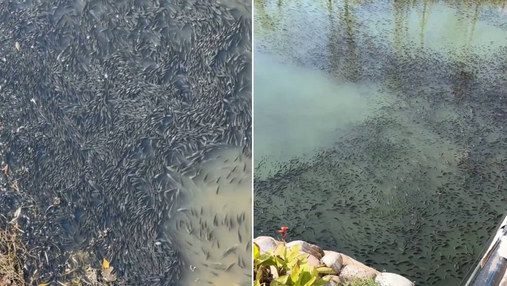 溫州一河面密集佈滿羅非魚，疑因太凍浮上水面曬太陽。