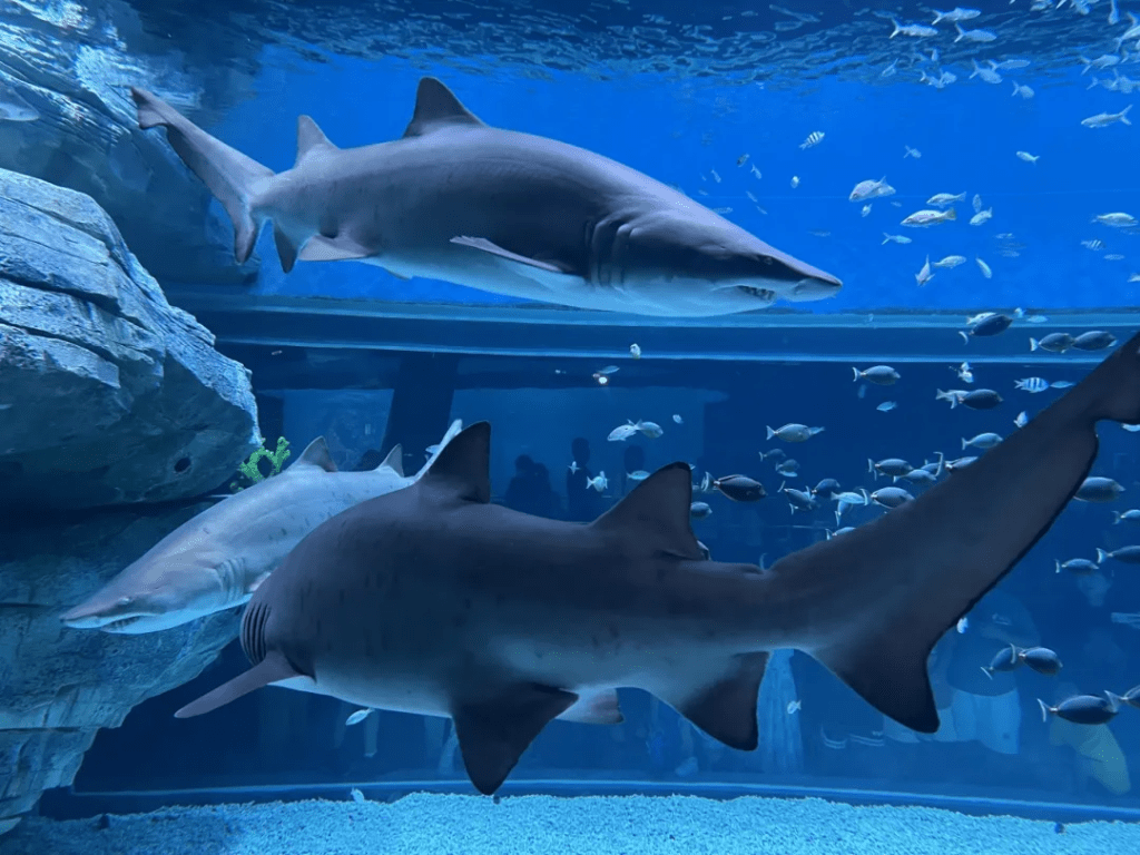 小梅沙海洋世界 深圳最大型海洋主題公園