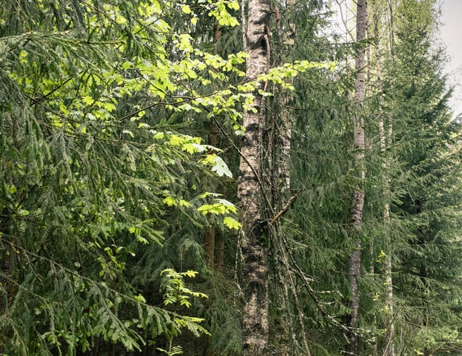 去年10月，Ingka Group旗下資產管理公司斥資7.2億歐元，從瑞典林業協會Södra手中收購位於拉脫維亞和愛沙尼亞共15.3萬公頃的林地資產。