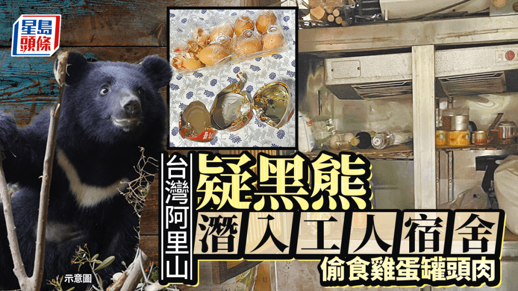 台灣熊出沒｜阿里山區首宗 闖工人宿舍大吃罐頭肉