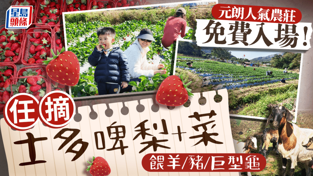 元朗人氣忠泰農莊免費入場！任摘士多啤梨+蔬菜 親手餵羊/豬/巨型龜