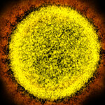 研究称新冠系人工合成引发批评