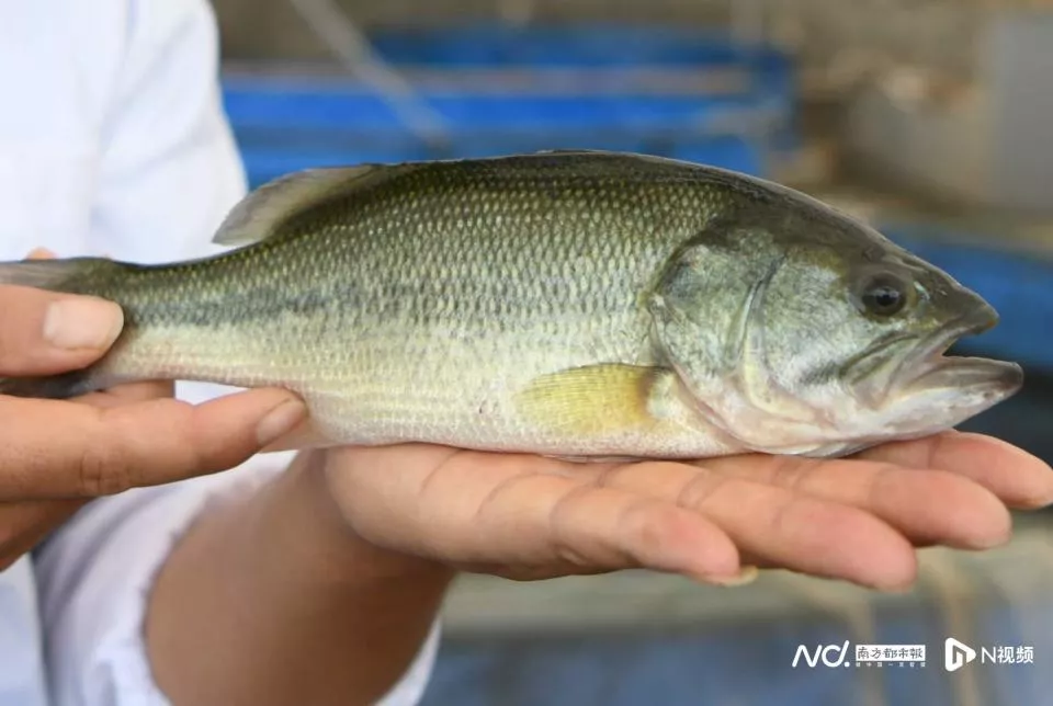 明知养殖黑鲈药检阳性还销售超35万元,佛山一夫妇被判刑