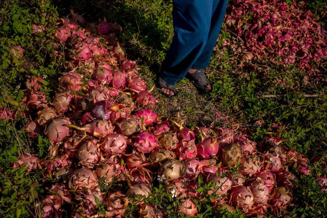 烂掉的火龙果。由于找不到买家,农民不得不将大部分收成扔掉。