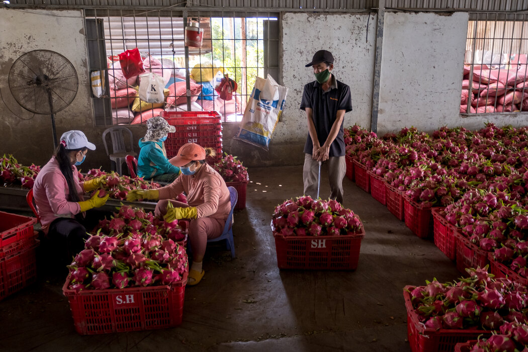 越南工人在分拣出口的火龙果。在越南32亿美元的水果和蔬菜出口中,中国占了55%以上。