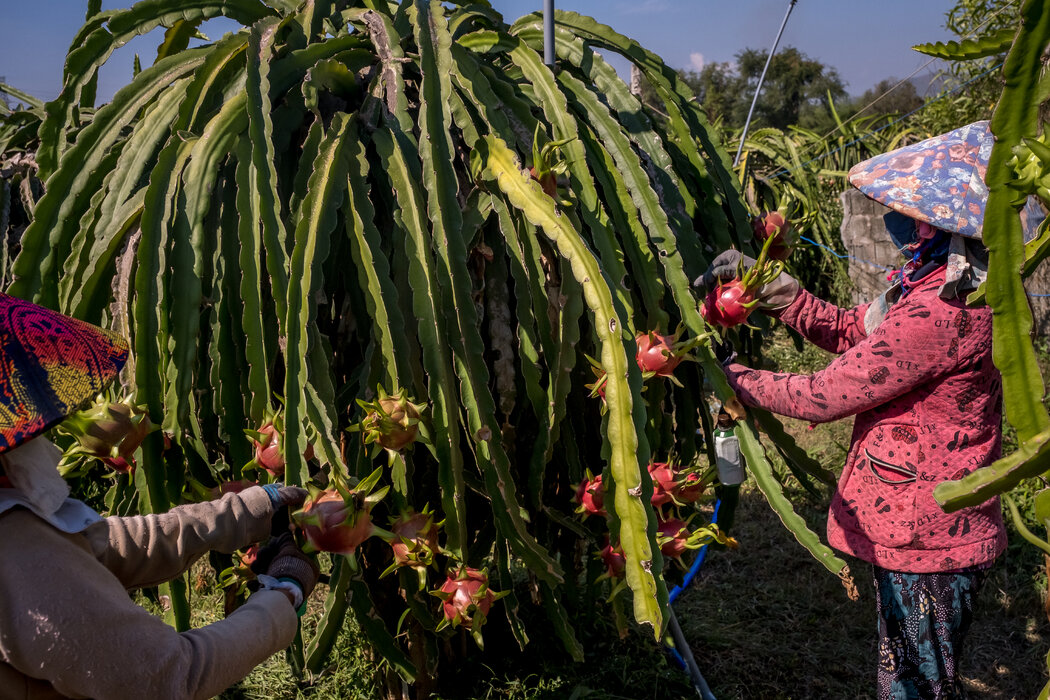 农民在收割前照料火龙果。在九个中国城市表示他们在来自越南的火龙果中检测到新冠病毒后,中国当局关闭了销售火龙果的超市。