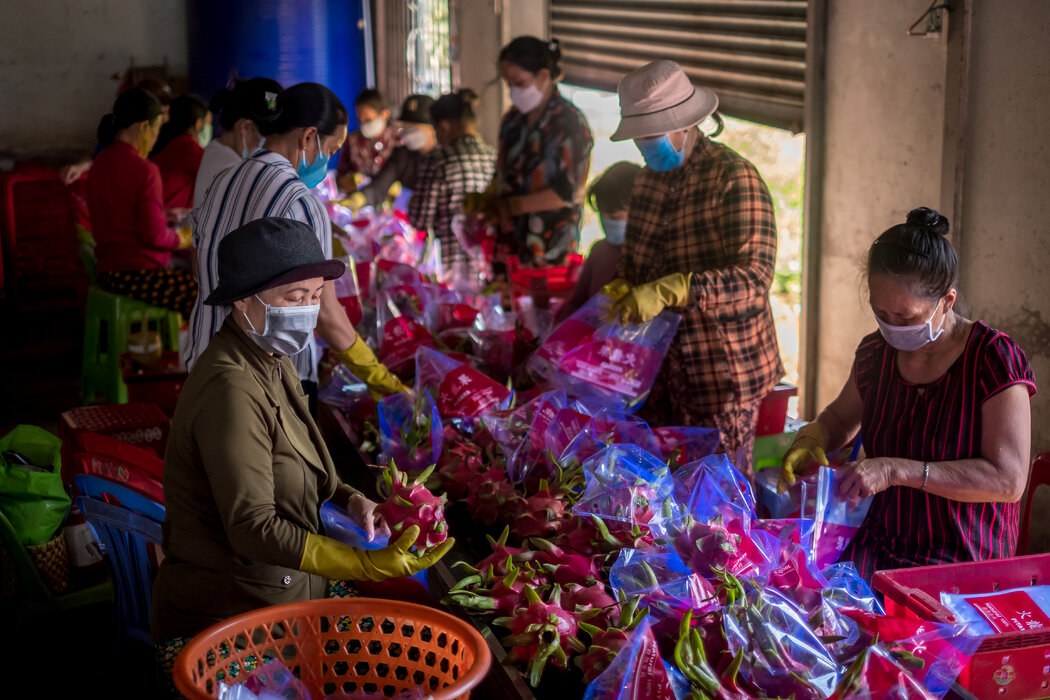 工人在越南包装火龙果。十多年来,东南亚的果农一直因中国日益壮大的中产阶级而获益。