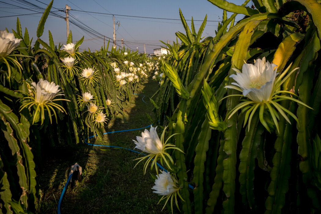 开花的火龙果。“我们是在种植火龙果,但感觉就像在赌博,”越南的一位农民说。