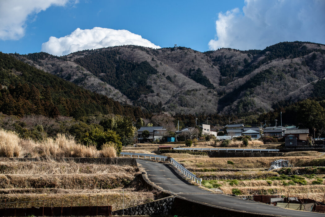 静冈县是日本最大的山葵种植区之一。